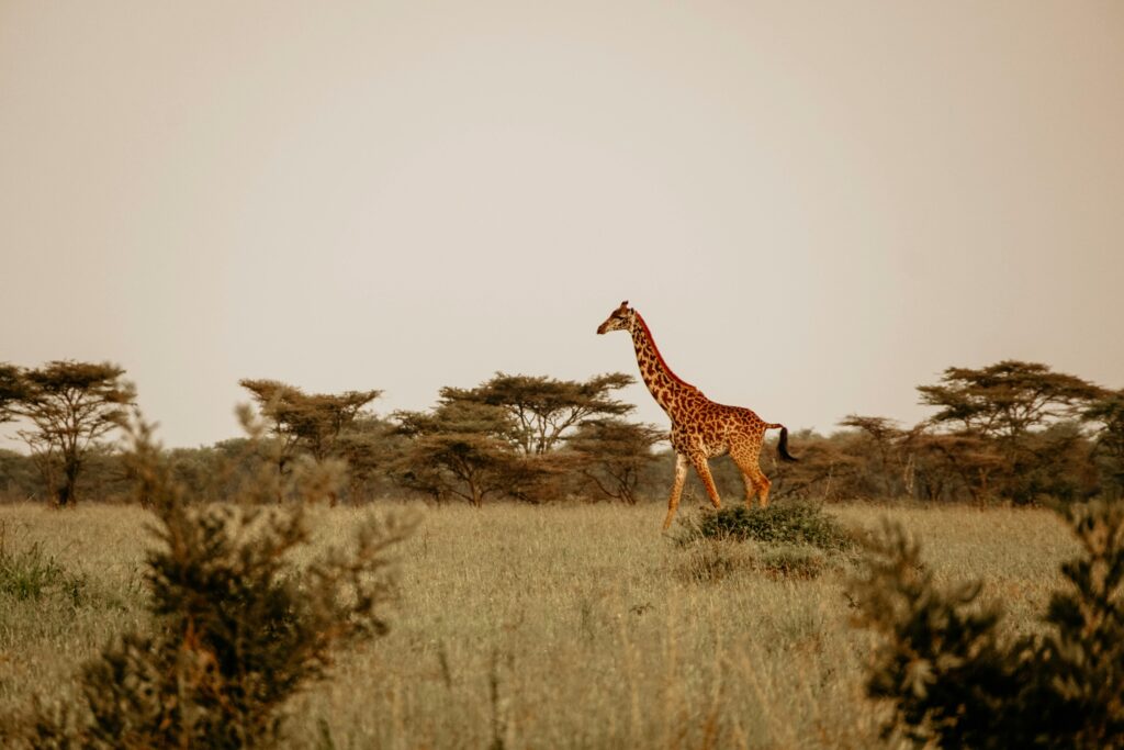 A lone giraffe strides gracefully through the African savannah under a clear sky.